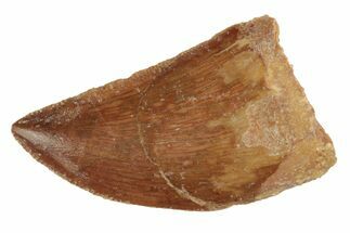 Serrated, 1.28" Juvenile Carcharodontosaurus Tooth  - Fossil #200736