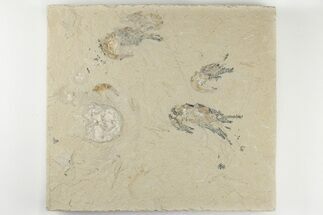 Five Cretaceous Fossil Shrimp - Hjoula, Lebanon #200694