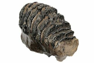 Southern Mammoth Partial Upper M Molar - Hungary #200790