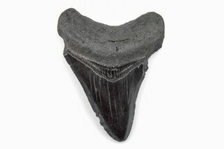 Fossil Megalodon Tooth - South Carolina #171092