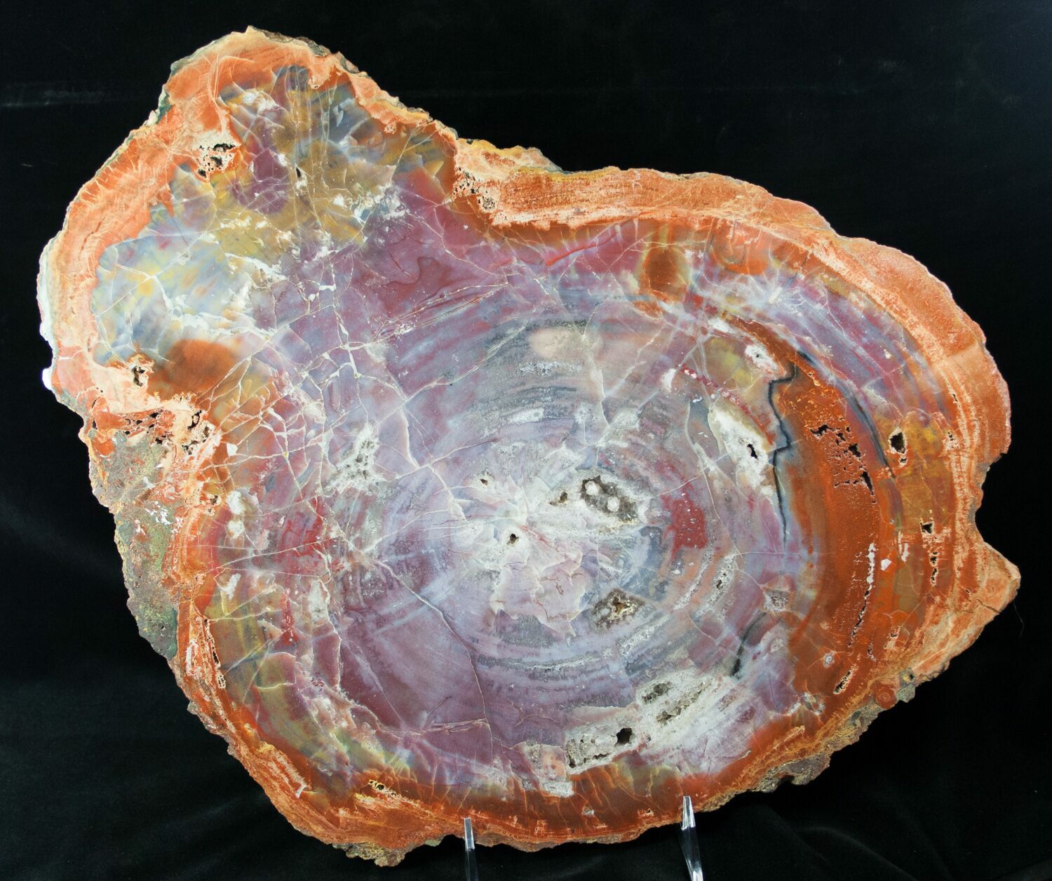 Brilliant Arizona Petrified Wood Slab 17" For Sale (12649