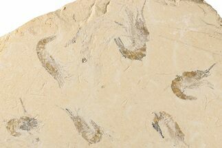 Six Cretaceous Fossil Shrimp (Carpopenaeus) - Hjoula, Lebanon #200697