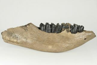 17" Fossil Woolly Rhino (Coelodonta) Right Mandible - North Sea  - Fossil #200805