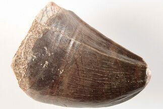 1.7" Fossil Mosasaur (Prognathodon) Tooth - Morocco - Fossil #200985