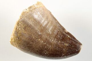 Fossil Mosasaur (Prognathodon) Tooth - Morocco #200991