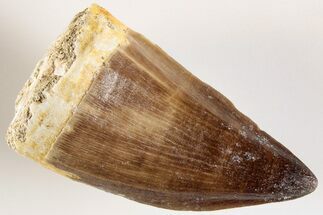 Fossil Mosasaur (Prognathodon) Tooth - Morocco #200999