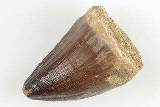 1.5" Fossil Mosasaur (Prognathodon) Tooth - Morocco - Fossil #201050