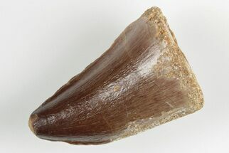 1.5" Fossil Mosasaur (Prognathodon) Tooth - Morocco - Fossil #201053