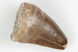 1.7" Fossil Mosasaur (Prognathodon) Tooth - Morocco - Fossil #201067