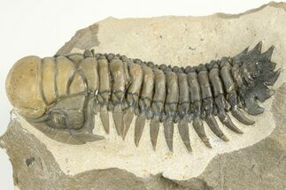 2.7" Crotalocephalina Trilobite - Atchana, Morocco - Fossil #201259