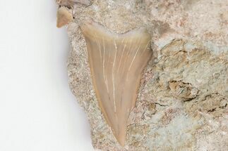 2.1" Otodus Shark Tooth Fossil in Rock - Eocene - Fossil #201181