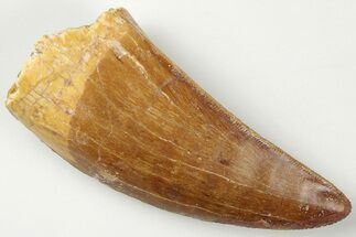Serrated, Carcharodontosaurus Tooth - Very Thick Tooth #201291