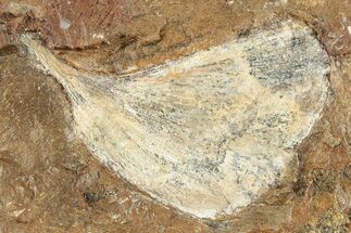 Fossil Ginkgo Leaf From North Dakota - Paleocene #201230