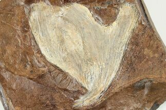 1.9" Fossil Ginkgo Leaf From North Dakota - Paleocene - Fossil #201265