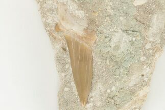 Otodus Shark Tooth Fossil in Rock - Huge Tooth! #201141
