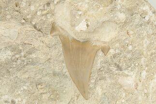 Otodus Shark Tooth Fossil in Rock #201148