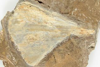 Fossil Ginkgo Leaf From North Dakota - Paleocene #201200
