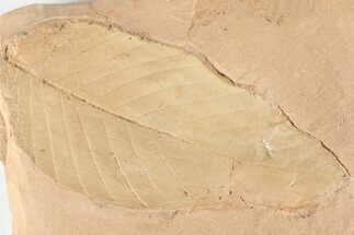 6.4" Red Fossil Hickory Leaf (Aesculus) - Montana - Fossil #201299