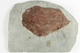 3.9" Fossil Leaf (Beringiaphyllum) - Montana - Fossil #201335