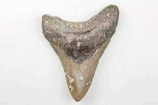 Fossil Megalodon Tooth - North Carolina #200706