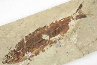 6.1" Cretaceous Fossil Fish (Organotegatum) - Hakel, Lebanon - Fossil #201347