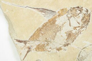 Cretaceous Fish (Nematonotus) with Lobster & Shrimp - Lebanon #201361