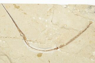 6" Needle Fish (Rhynchodercetis) Fossil - Hakel, Lebanon - Fossil #201373