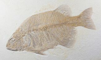 Large, Phareodus Fish Fossil - Wyoming #12656