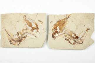 Three Cretaceous Fossil Fish with Pos/Neg - Lebanon - Fossil #201346