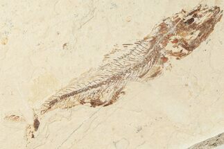 4.6" Cretaceous Fish (Spaniodon) With Pos/Neg - Lebanon - Fossil #201342