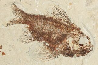 Cretaceous Fossil Fish (Ctenothrissa) - Hakel, Lebanon #201352