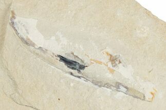 Cretaceous Fossil Squid with Ink Sac - Hjoula, Lebanon #201362