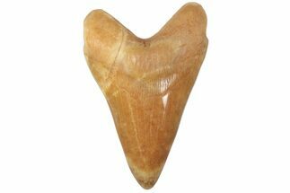 Realistic, 7.4" Carved Orange Calcite Megalodon Tooth - Replica - Crystal #202089