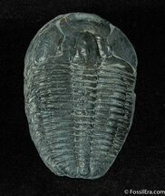 Utah Trilobite Elrathia - No Matrix #165