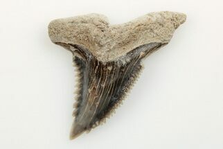 1.25" Snaggletooth Shark (Hemipristis) Tooth - Aurora, NC - Fossil #201836