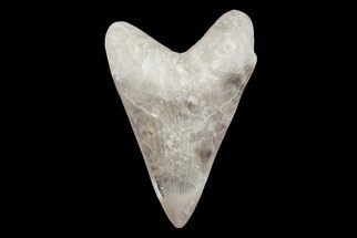 Realistic, 7.4" Carved Smoky Quartz Megalodon Tooth - Replica - Crystal #202101
