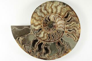 8.8" Cut & Polished Ammonite Fossil (Half) - Madagascar - Fossil #200123