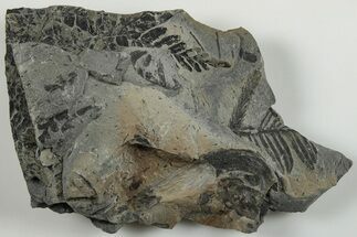 Carboniferous Fossil Flora Plate - Kentucky #201659