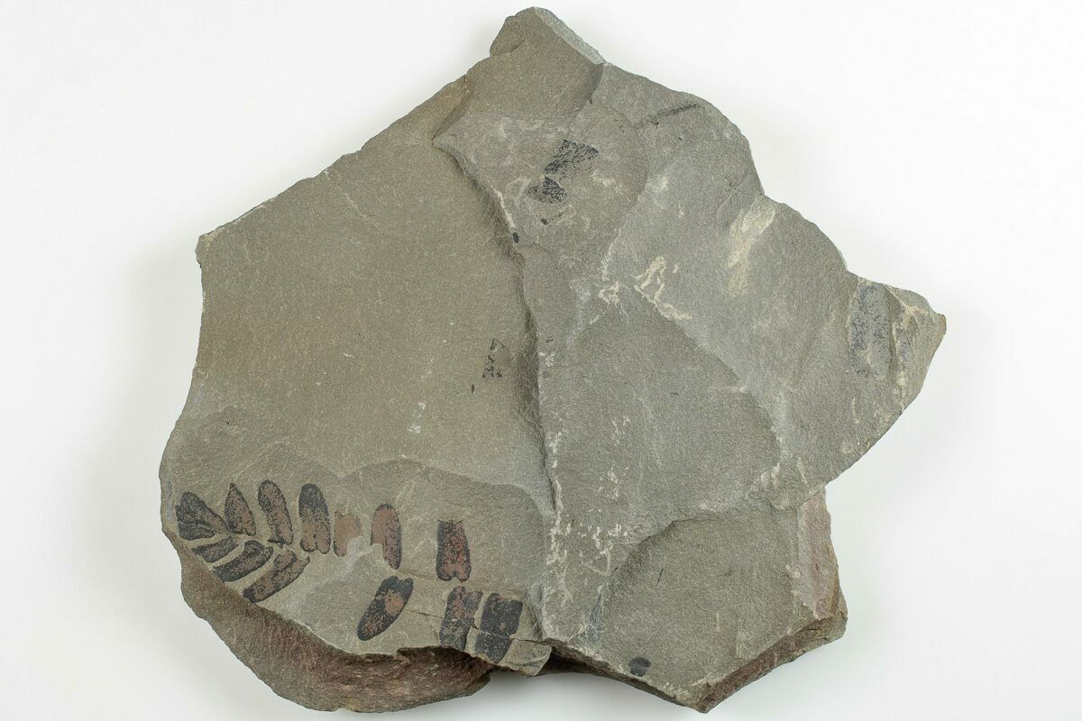 Pennsylvanian Fossil Fern (Neuropteris) Plate Kentucky (201662) For