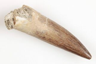 1.8" Fossil Plesiosaur (Zarafasaura) Tooth - Morocco - Fossil #202008