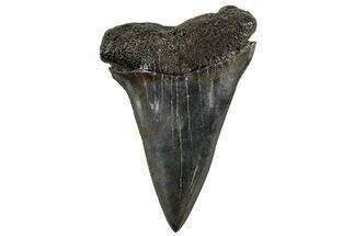 Fossil Broad-Toothed Mako Tooth - South Carolina #202043