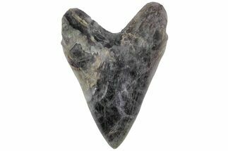Carved, Purple Fluorite Megalodon Tooth - Replica #202093