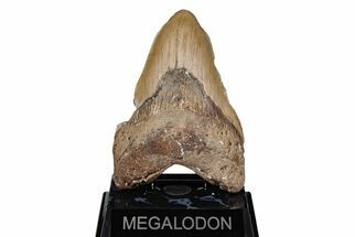 5.23" Fossil Megalodon Tooth - North Carolina - Fossil #201912