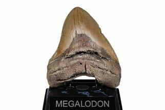 Serrated, 5.06" Fossil Megalodon Tooth - North Carolina - Fossil #201931