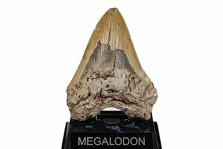 5.31" Fossil Megalodon Tooth - North Carolina - Fossil #201941