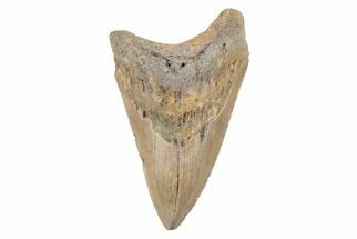 Serrated, 4.38" Fossil Megalodon Tooth - North Carolina - Fossil #202184