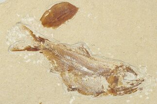 2.9" Cretaceous Fossil Fish (Sedenhorstia) - Lebanon - Fossil #202123
