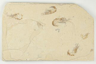 Five Cretaceous Fossil Shrimp (Carpopenaeus) - Hjoula, Lebanon - Fossil #202160
