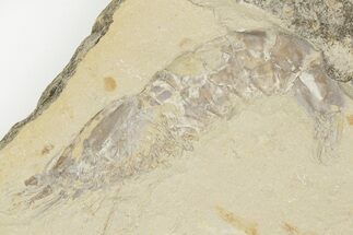 3.25" Fossil Shrimp (Carpopenaeus) With Worm - Hjoula, Lebanon - Fossil #202162