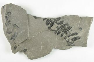 6.4" Pennsylvanian Fossil Fern (Neuropteris) Plate - Kentucky - Fossil #201664